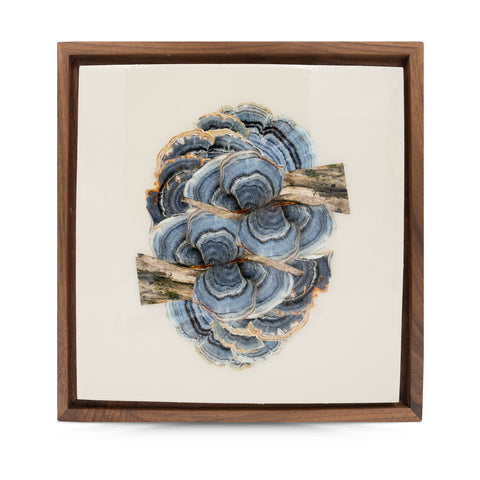 Blue Turkey Tail—14x14 Framed Panel